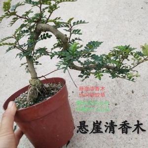 悬崖盆景 清香木 小叶榆树 金边六月雪 雀梅 悬崖虎纹榕树