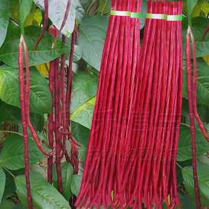 高产耐热耐寒春秋红长豇豆种子特长紫豆角缸豆春季蔬菜种孑四季豆