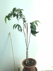 嘉宝果大白果