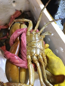 活鲜大肉蟹