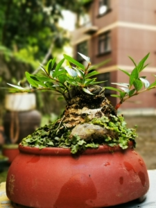 水杨梅老桩矮霸