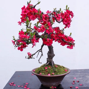 海棠树盆栽造型
