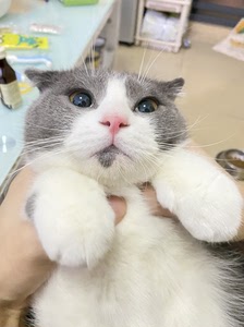 一岁半标准枫叶脸五粉英短蓝白,公猫,半折耳,已绝育,3 1针