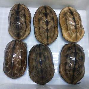 草龟大特大中华草龟活物食用超大乌龟煲汤可下蛋巨型两斤成年外塘