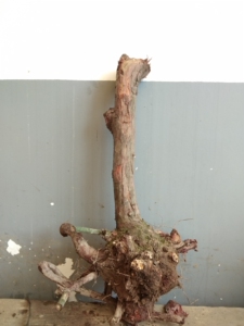 山木香红刺兜月亮刺老桩盆景精品大木坨坨嫁接月季花和蔷薇花的极