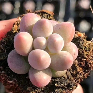 8包邮韩版新品汤圆多肉植物盆栽糖豆迷你超萌手指奶