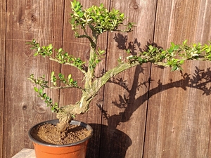 亮叶忍冬盆景,已经开花果子为紫色