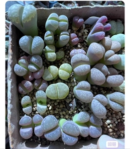 22颗大年份生石花118(红大内 茧型玉 神迪玉 橄榄玉,1