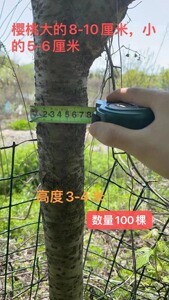 南京江宁区树苗出售，桂花树4万棵，紫薇树1万棵，红叶石兰80