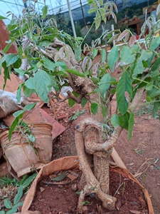 鸡血藤盆景盆栽 老桩熟桩鸡血藤紫藤盆景 血红花紫藤 正宗血藤
