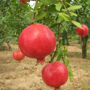 1棵  大红袍石榴树苗矮化果树苗  阳台 庭院可盆栽地栽石榴