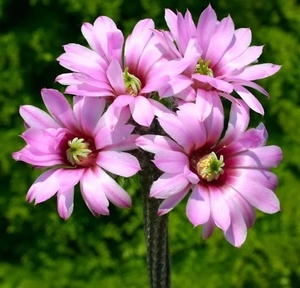 银钮仙人掌  鹿角柱银钮 仙人球 银纽 容易群开花花非常漂亮