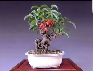 南五味子老桩,观赏果与盆景结合二不相误