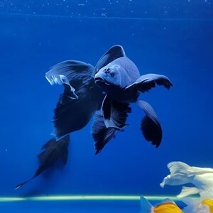 精品黑彗星蝴蝶鲤   25公分