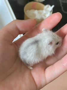 奶茶仓鼠宝宝一只