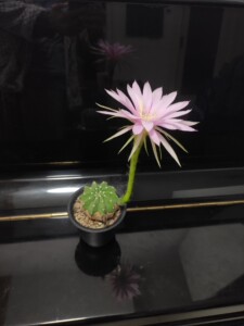 大豪丸/短毛丸仙人球 仙气粉花(有人纠正过应该叫大豪丸).自