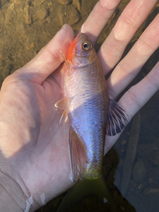 汕尾异鱲 原生冷水鱼观赏鱼免加温 限时优惠亚成公鱼20一条.