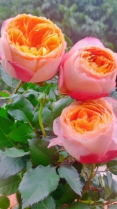 新品美人大花月季盆栽 带简易盆75带土发货 22.8一盆包邮昆