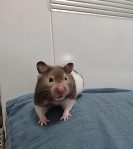 仓鼠 熊类 金丝熊眼圈 家里太多了养不下