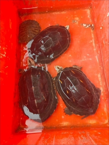 【超大】中华花龟珍珠龟招财镇宅观赏长寿活体大小乌龟活物宠物