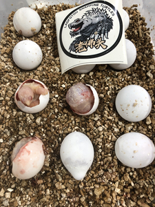 现货2022白化鳄龟妖妖白化佛鳄龟大鳄龟中美 苗子已破壳