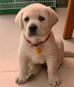 拉布拉多自家犬舍繁殖的幼犬2个月啦,纯种健康品相好,狗狗品相