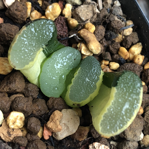 大绳玉扇锦十二卷多肉植物,四公分带糊斑新叶有绿有锦