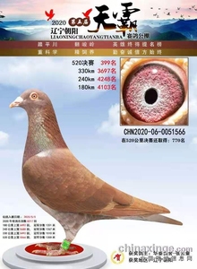 信鸽 赛鸽 鸽子 慕利门火凤凰种鸽,能飞实战慕利门,预定子