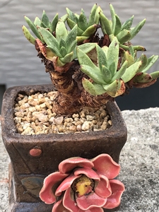 六头老桩绿体苹果叶仙女杯,叶展约9厘米,多肉植物一物一拍不含