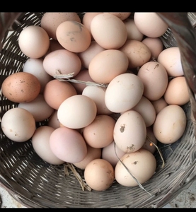 000人付款淘宝可孵小鸡的家养土鸡蛋,家鸡蛋,只吃稻谷青菜,自己吃不完