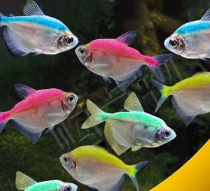 彩裙鱼灯科鱼观赏鱼天使鱼小型淡水鱼五彩群游练手草缸鱼包邮