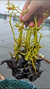 新鲜老菱角种子牛角四角水生植物蔬菜四季高产池塘红菱角黑菱苗