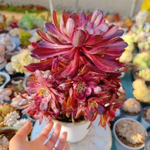 多肉植物法师锦紫霞仙子一体捧花一物一拍满38包邮