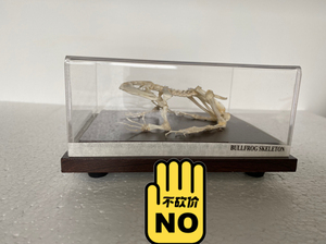 牛蛙骨架 牛蛙骨骼标本小动物骨骼标本,标本,骨骼真骨.专业制