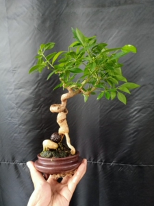 日本进口绯玉真弓盆景,开花结果,果成熟为粉红色.图二图三为挂