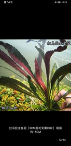 红乌拉圭皇冠水草