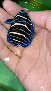 白尾蓝环神仙鱼 海水鱼海水鱼 sps lps 各类海水鱼