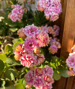 长寿花,粉色叫安娜公主(阿兰朵),橘色(法罗/霍恩)现在付邮