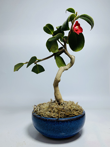 日本进口出云大社茶梅小品盆景