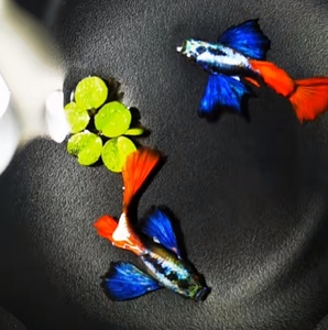 泰系白金红尾孔雀鱼,铂金红尾孔雀鱼,大蓝耳,泰国引进的种鱼