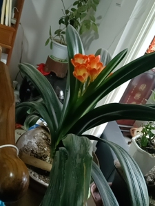 家里大盆的君子兰没地方放了,品种就是青岛本地的品种,具体不清