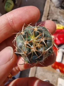 顶花球属仙人球 天司丸 3cm 包邮 一物一拍 盆栽花卉仙人