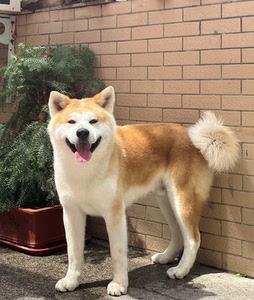 出售日本纯血秋田犬,不议价,是小哥哥,刚满一年