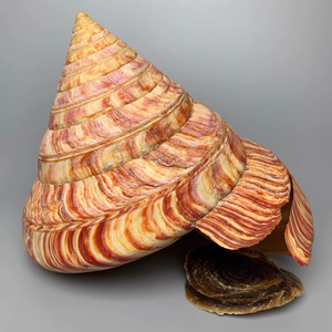 龙宫翁戎螺 超高螺塔