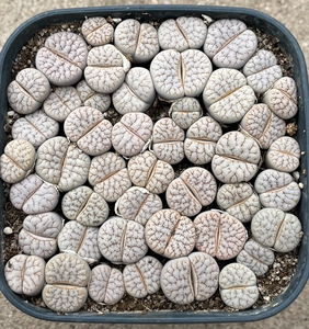 多肉生石花荒玉雪岚玉 c309a c373变异 c373拿铁