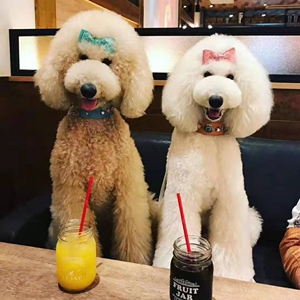 大泰迪狗巨型巨贵超大