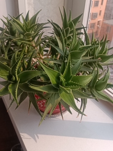 家养芦荟老桩,保定市内包送,好成活,单株有40厘米,除甲醛净