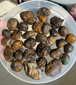 打包特价超级老眼睛石金钱眼内蒙天珠钱币石吊坠挂件手串