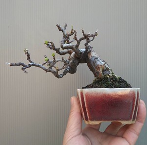 【降龙木盆景】降龙木盆景品牌,价格 - 阿里巴巴