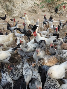 纯种鹊山鸡、农科院引进的纯种鹊山鸡、泰和乌鸡种蛋、需要种鸡的
